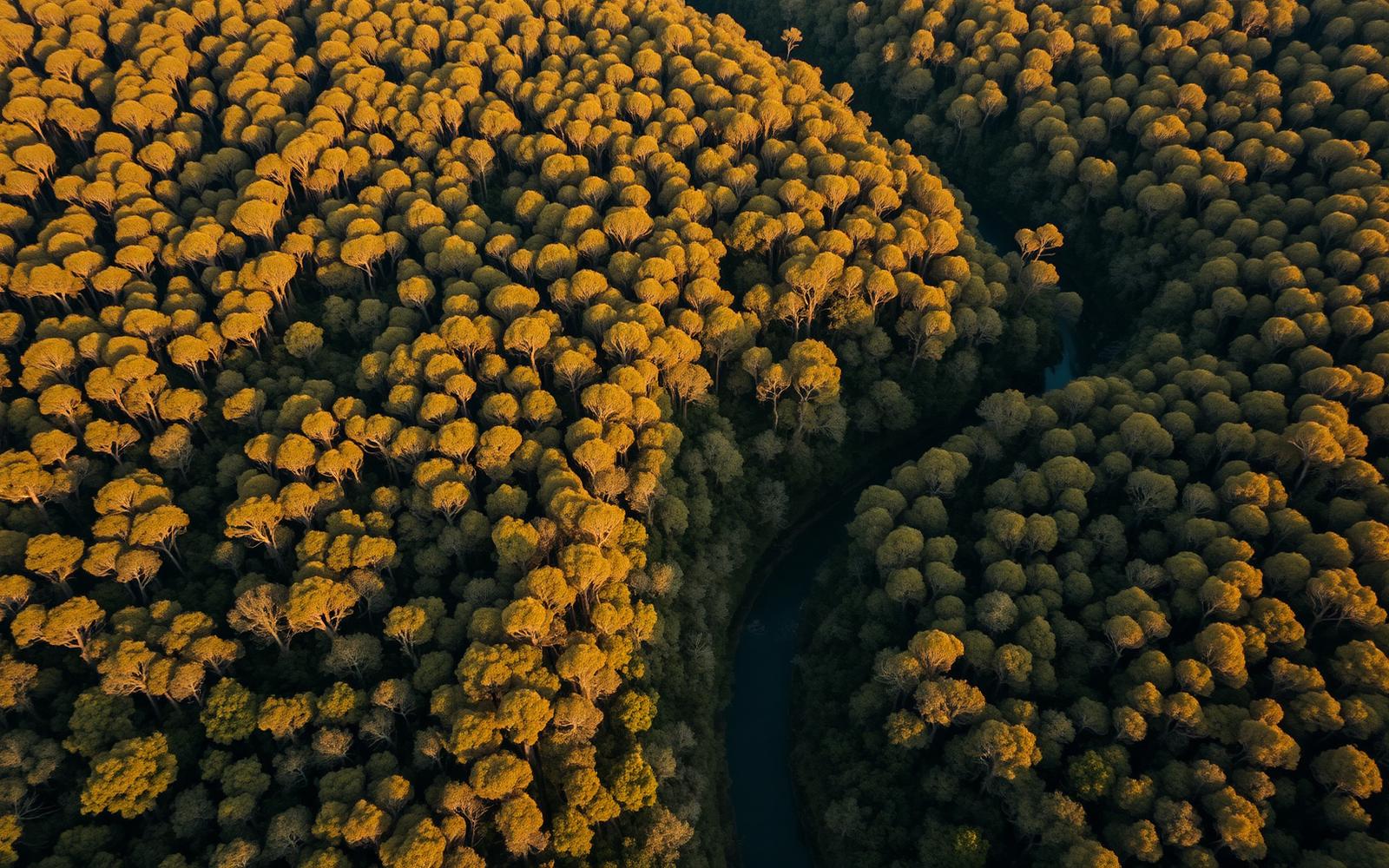 Aerial view of Australian forest and river country TECTON supports